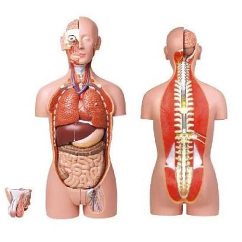 
			10003 Torso de dos sexos (23 piezas)		