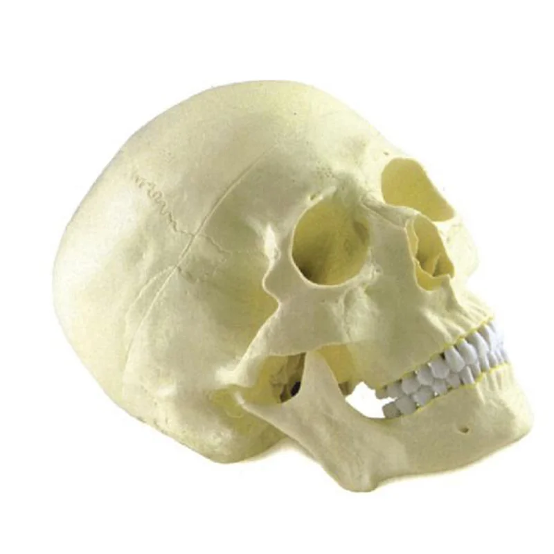 
			11110 Modelo de calavera		