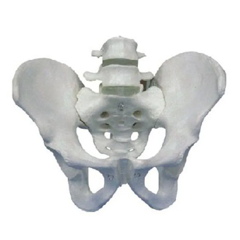 
			11129-2 Modelo de pelvis con 2 piezas de vértebra lumbar		