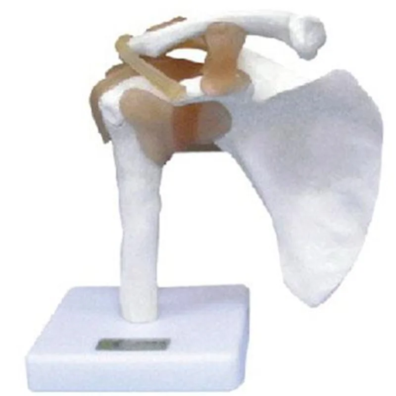 
			11209-1 Modelo de articulación del hombro con ligamento		