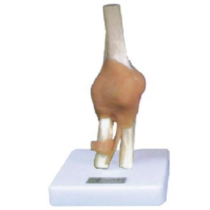 
			11209-2 Modelo de articulación del codo con ligamento		