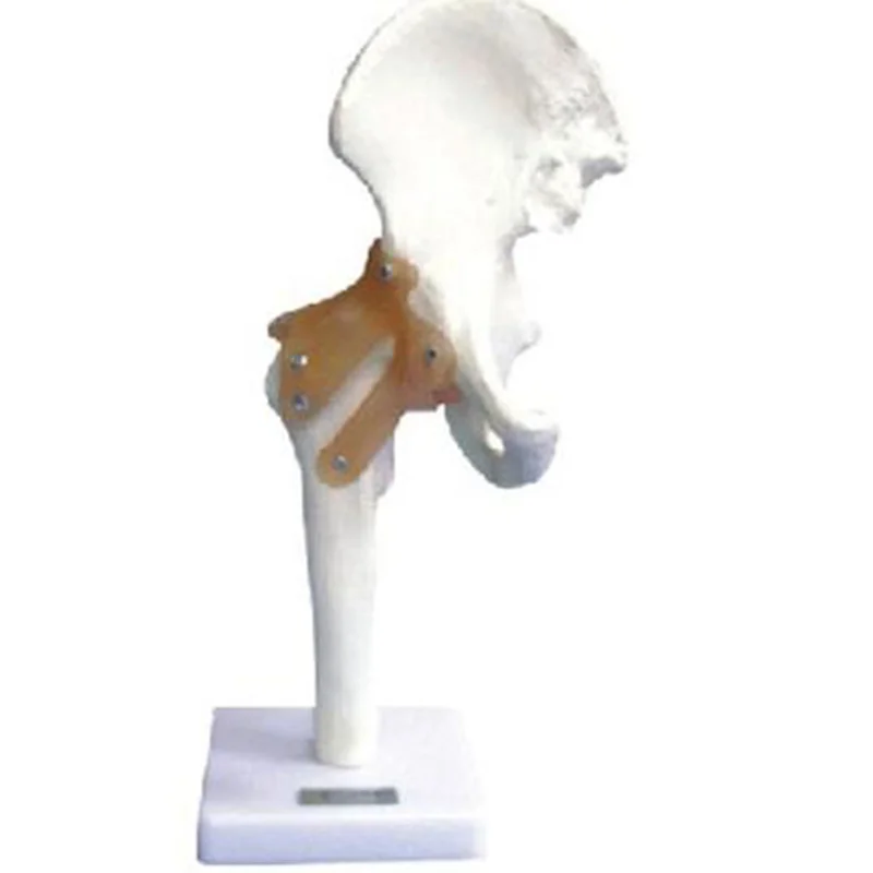 
			11209-4 Modelo de articulación de cadera con ligamento		