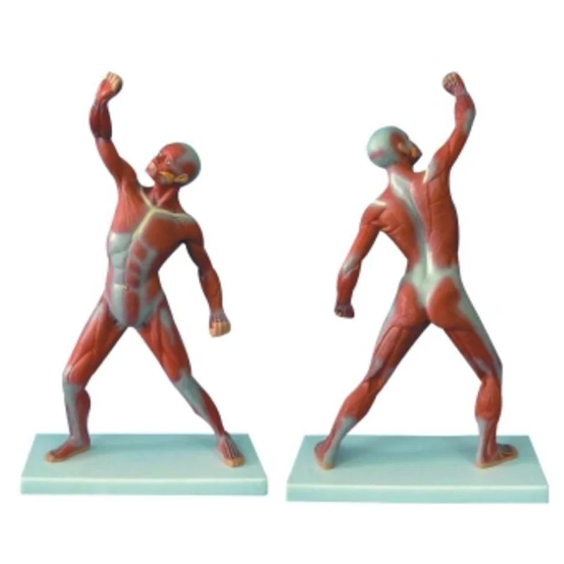 
			11303 Torso musculoso masculino		