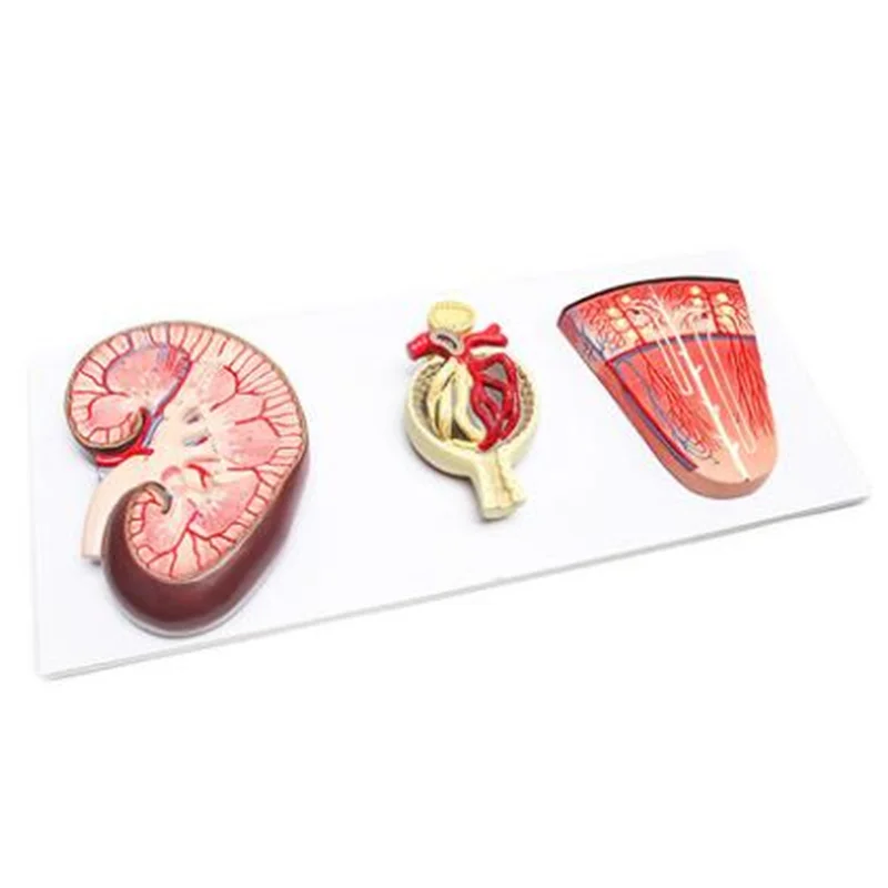 
			14007 Sección de riñón con modelo de nefrona y corpúsculo renal		