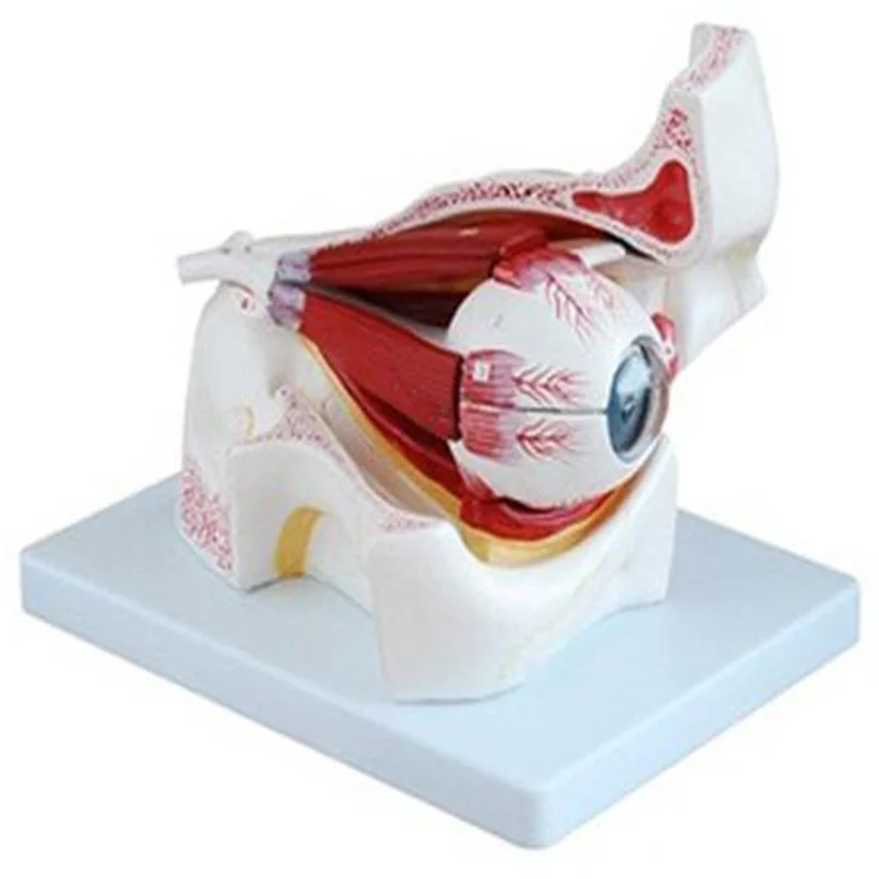 
			17104 Modelo de ampliación de globo ocular y párpado		