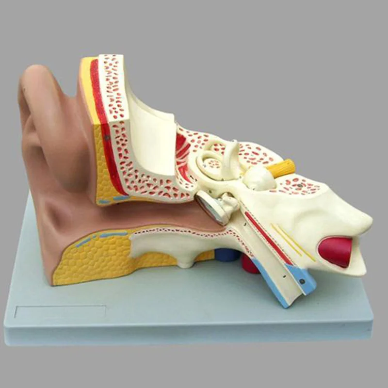 
			17201-3 Modelo de oído – 6 piezas		