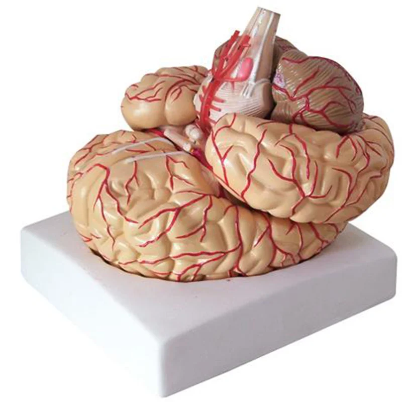 
			18220-2 Modelo de cerebro con arterias		
