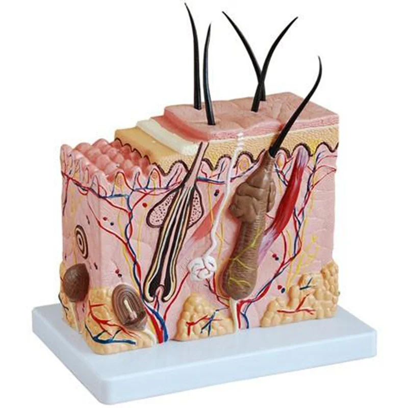 
			41002 Modelo de tejido cutáneo		