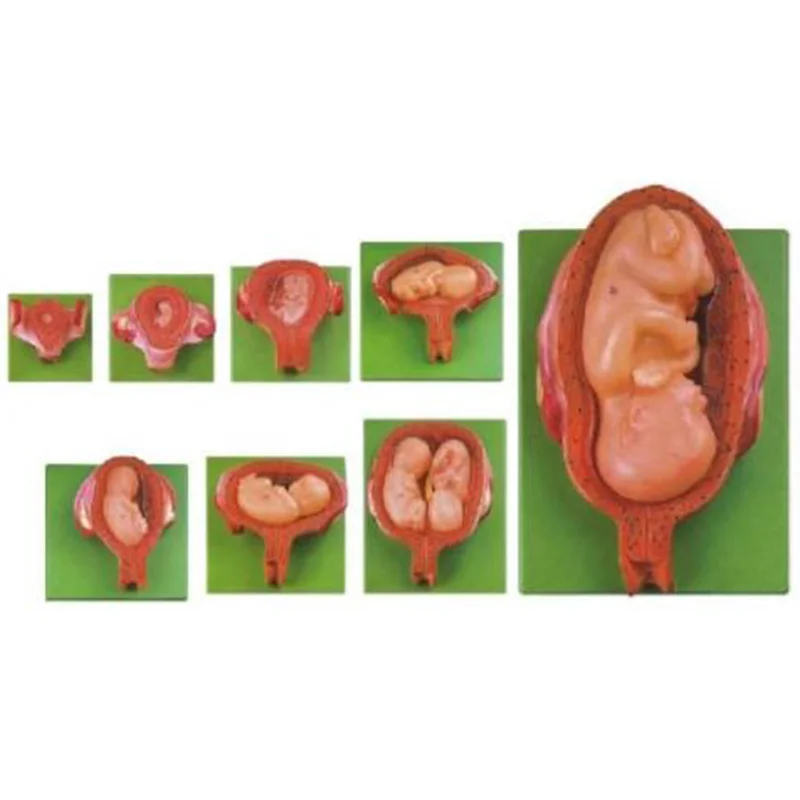 
			42005 Modelo de etapas de desarrollo embrionario		