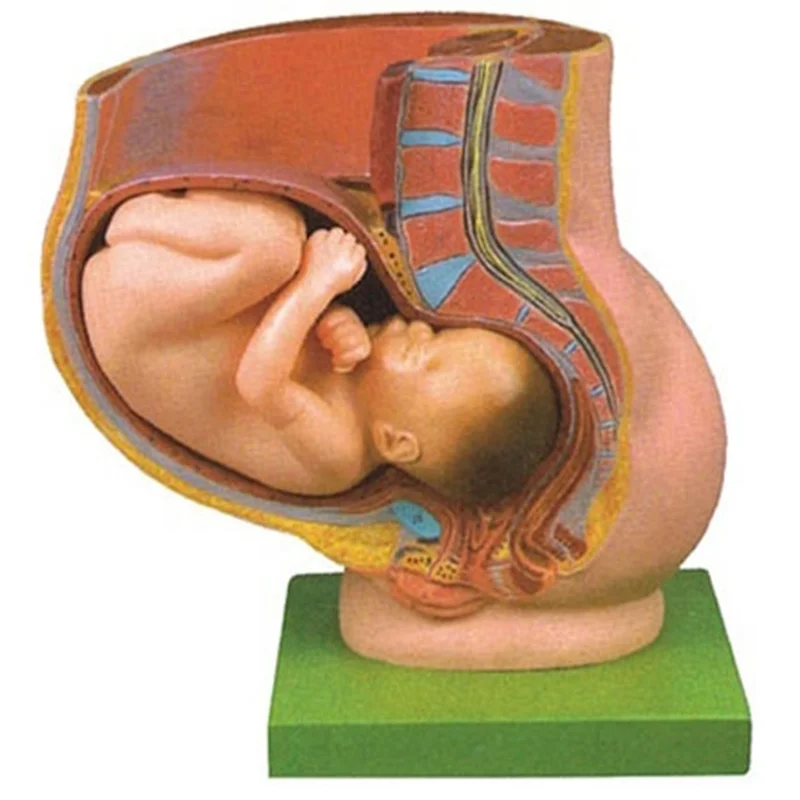 
			42006 Pelvis de embarazo con feto maduro - 2 partes		