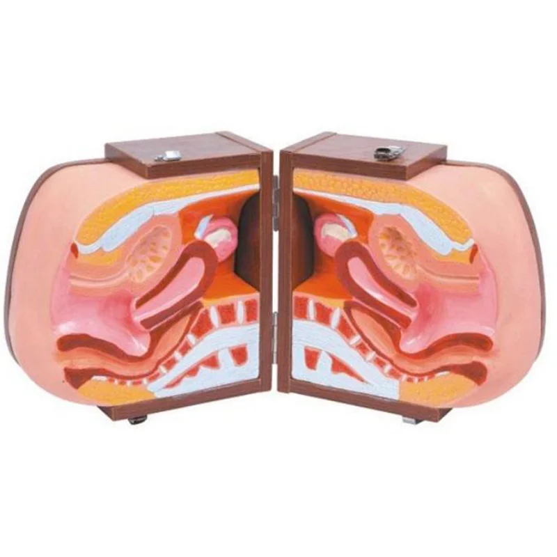 
			Modelo de orientación sobre anticoncepción B2 ARI Equipos médicos de alta calidad		