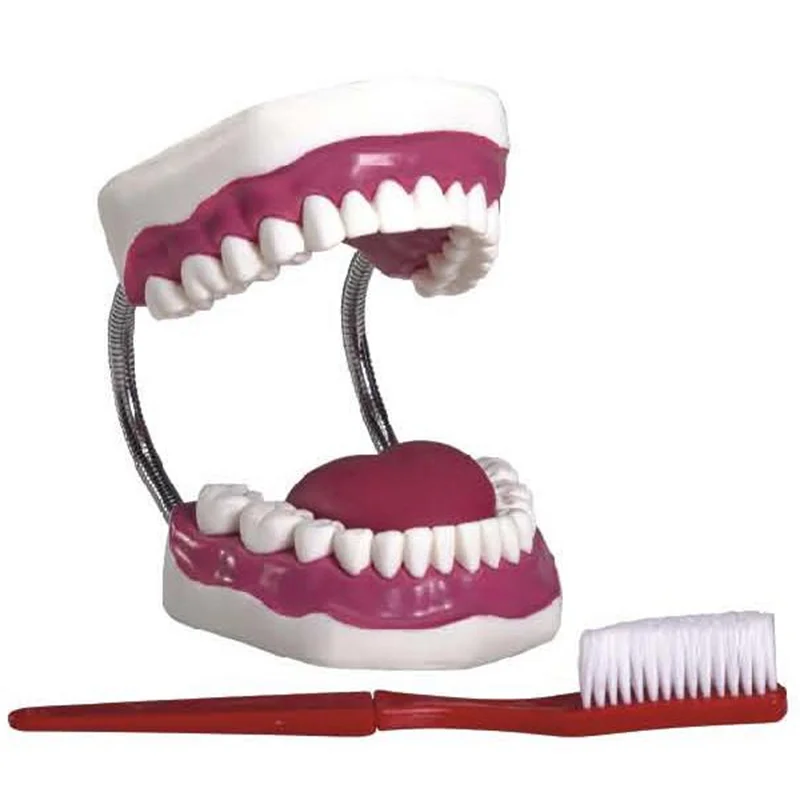 
			Modelo de cuidado dental K1 (28 piezas)		