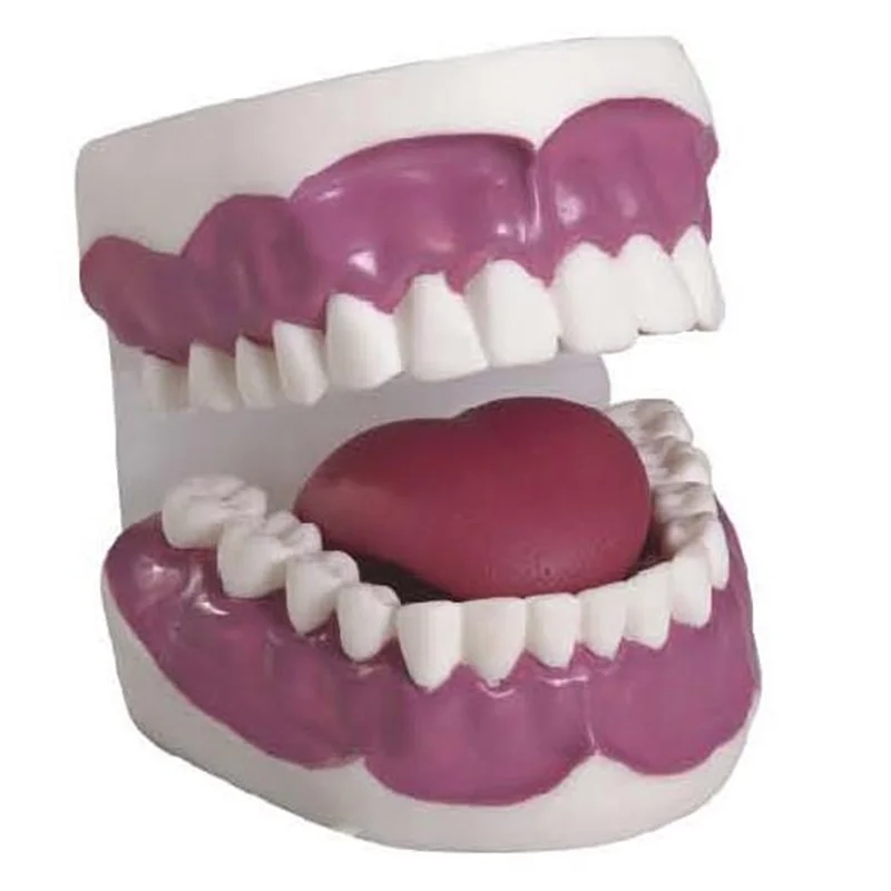 
			Modelo de cuidado dental K2 (28 piezas)		