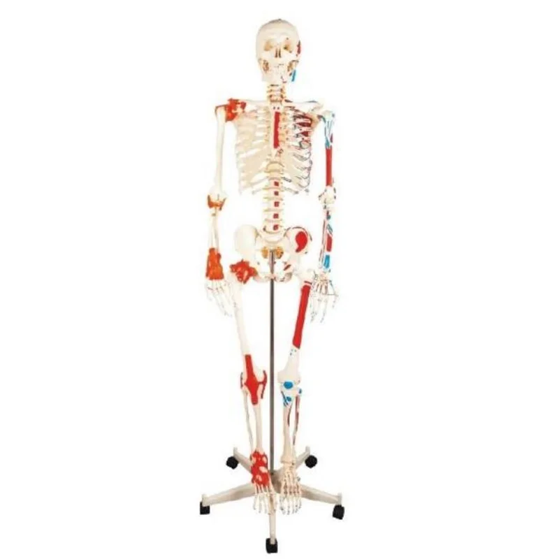 11102-1 Human Skeleton with Painted Muscle and ligament Model 180cm