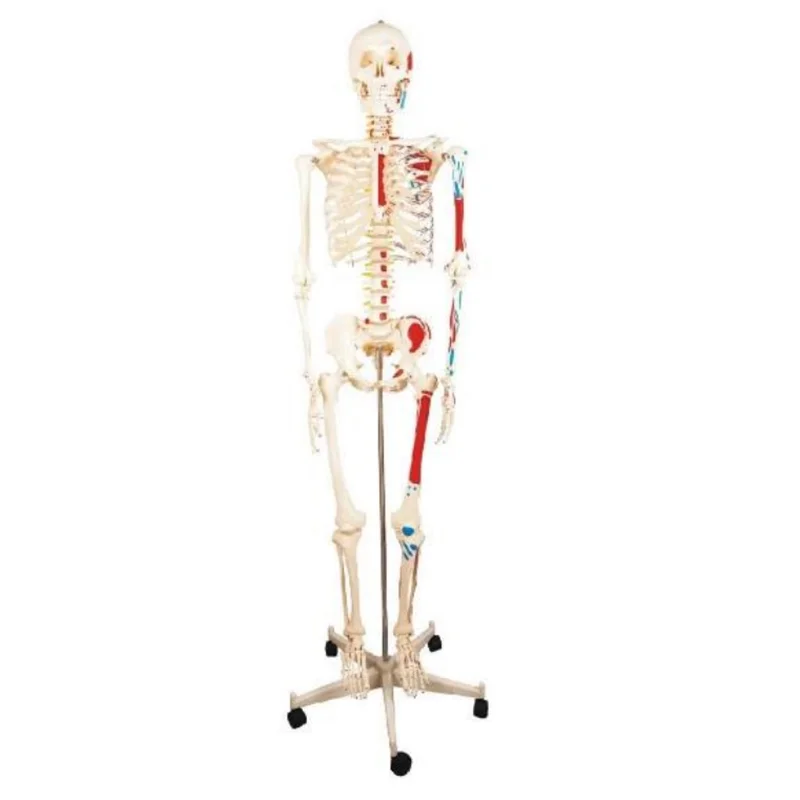 11102-2 Human Skeleton with Half Side Painted Muscle Model 180cm