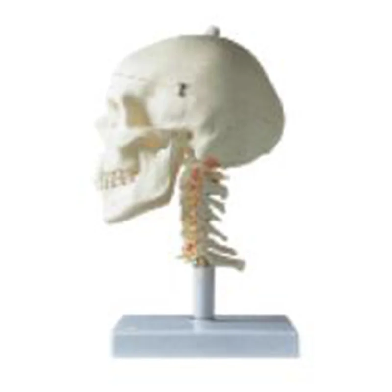 11111-3 Skull with Cervical Column Model