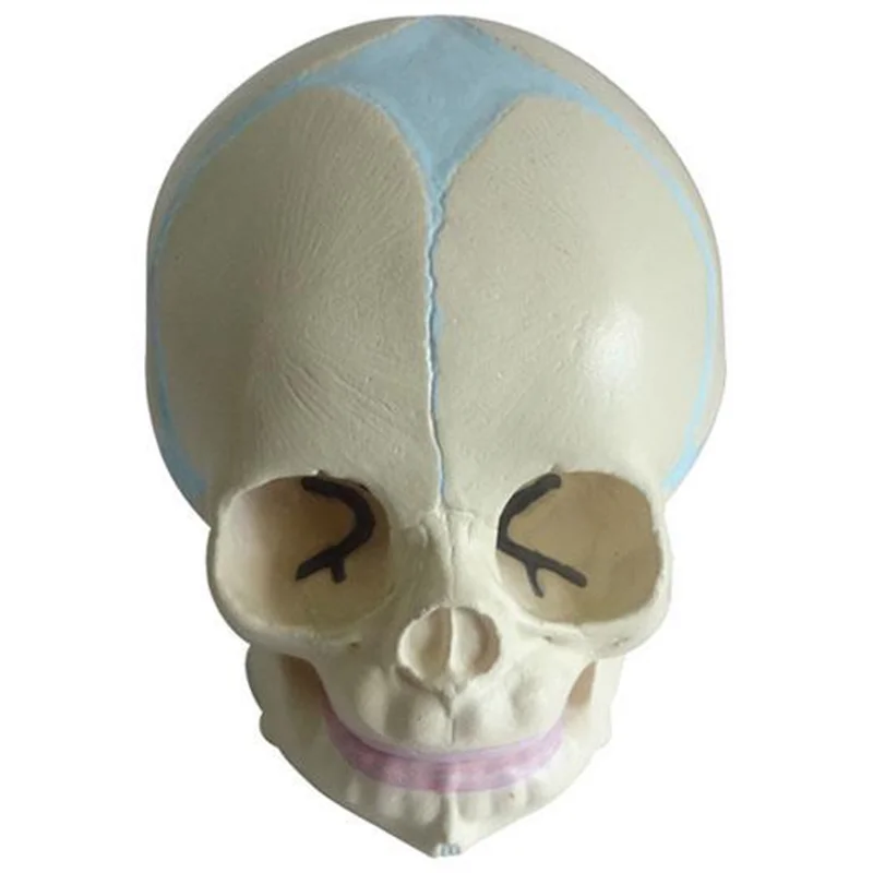 11115 Infant Skull Model