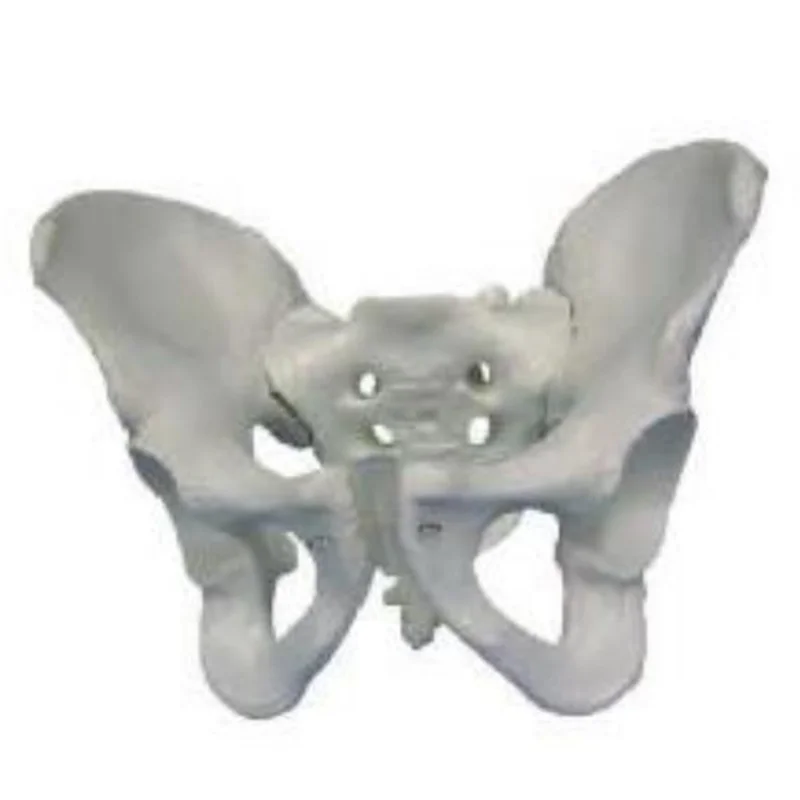 11127 Male Pelvis Model