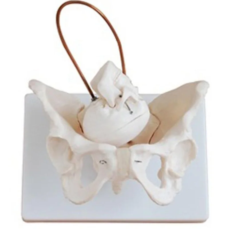 11128-1 Female Pelvis with Foetal skull Model