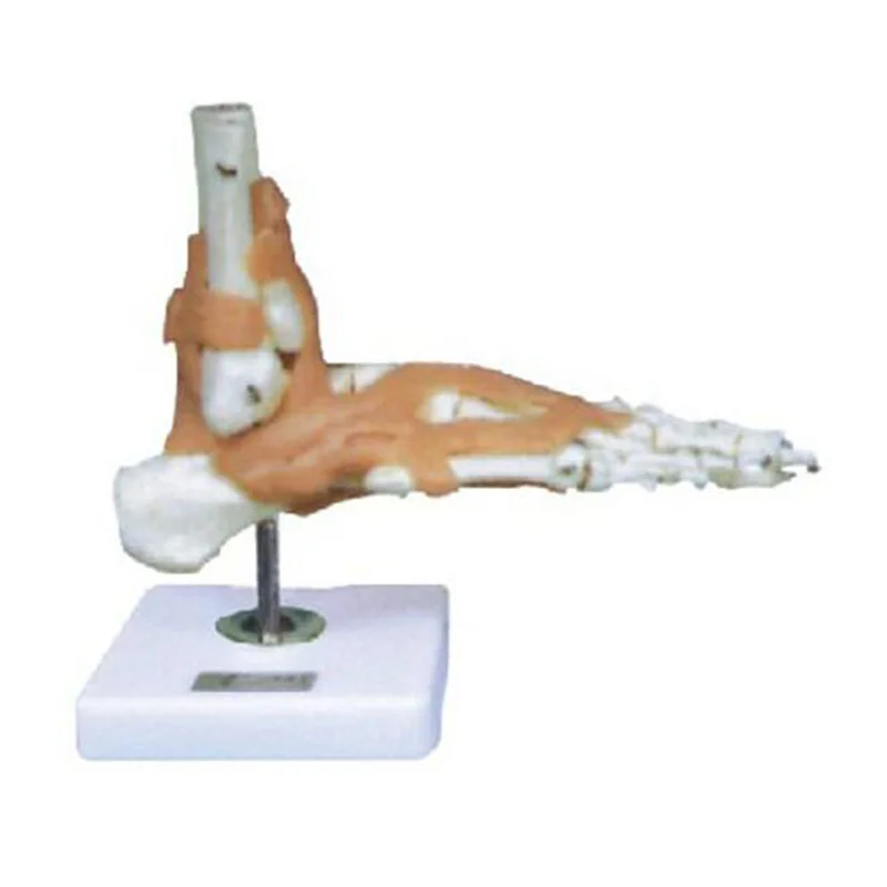 11209-6 Foot Joint with Ligament Model