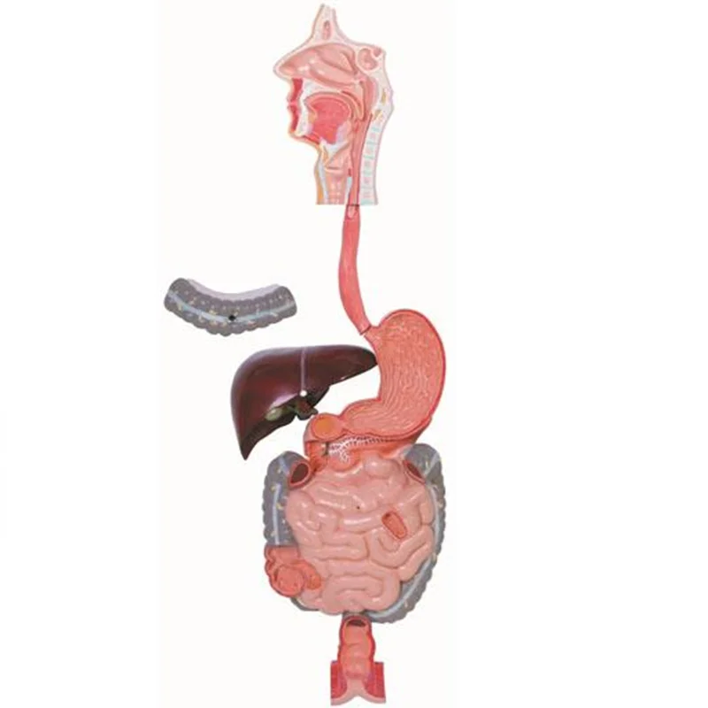 12001 Digestive System Model