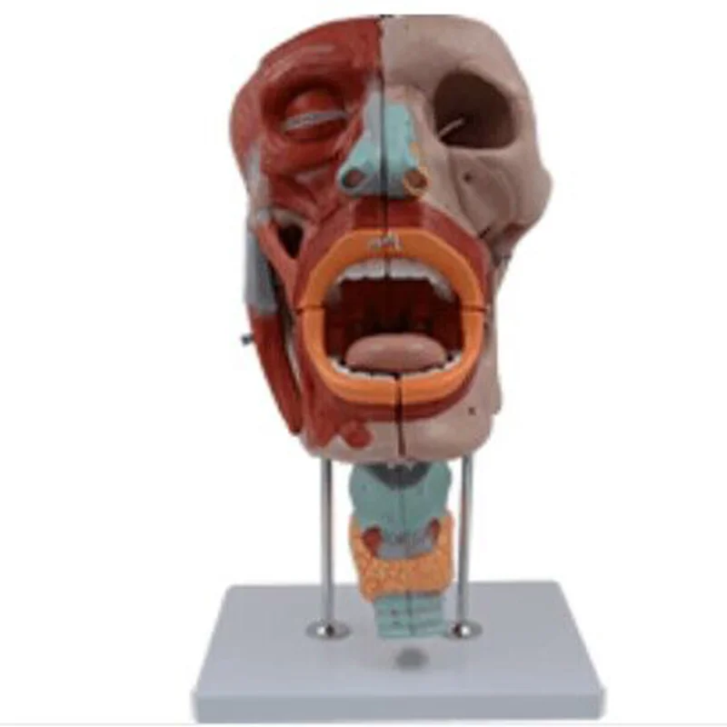 13001 Nose, Mouth, Pharynx and Larynx Model