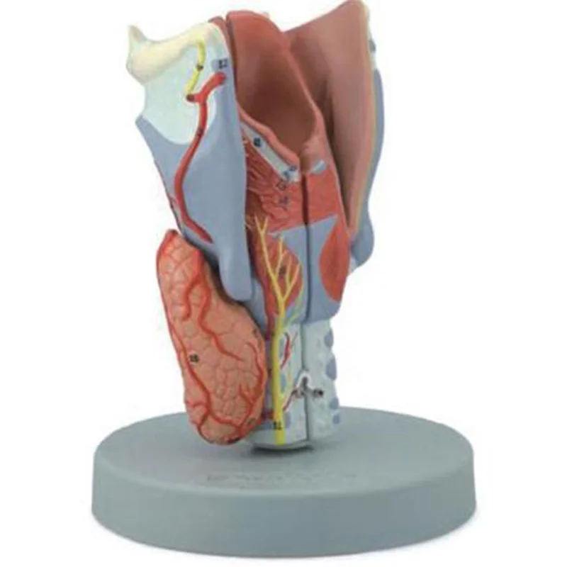 13004 Larynx Model