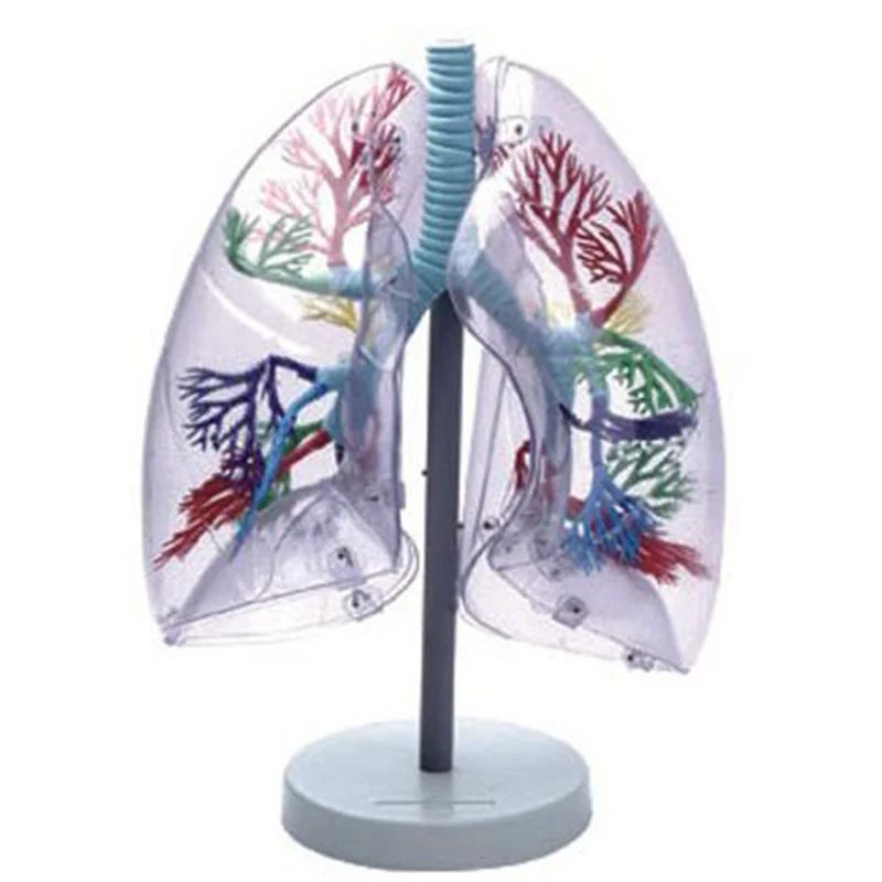 13009 Transparent lung segment model