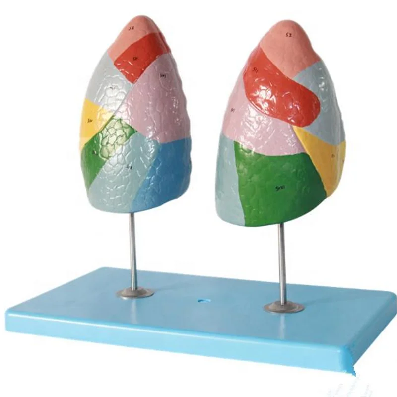 13010-1 Segmented Lung Model