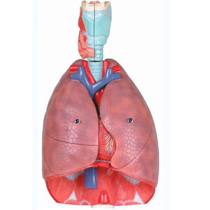 13012 Respiratory Model