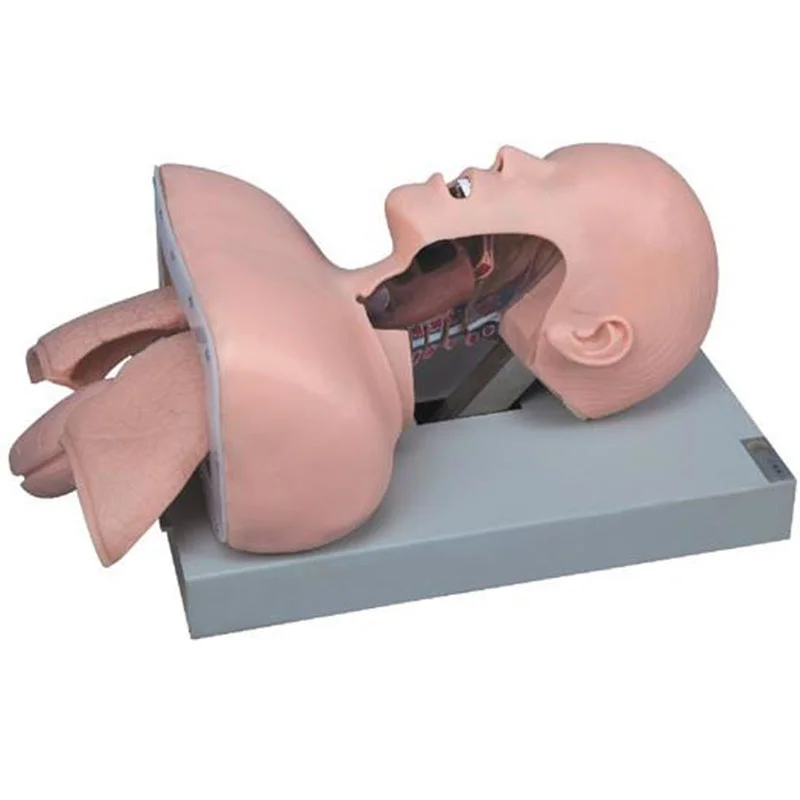 50 Trachea Intubation Training Model